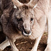 Kangaroos Can Save You Money